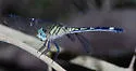 Three-striped Dasher - photo 4