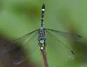 Three-striped Dasher - photo 5
