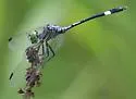 Caribbean Dasher
