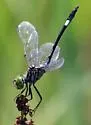 Caribbean Dasher - photo 2