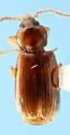 Micratopus aenescens - photo 2