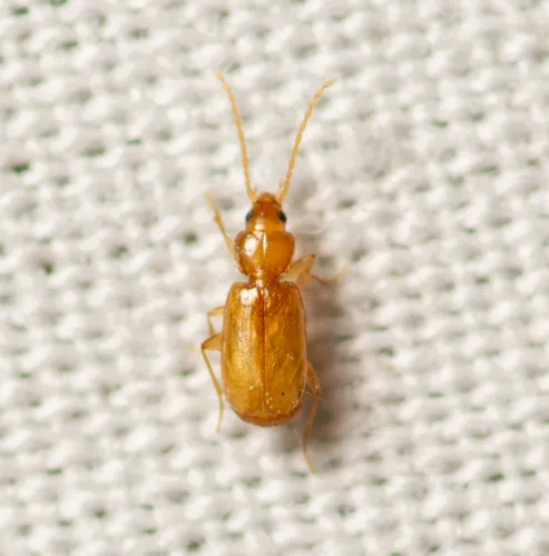 Micratopus insularis - Micratopus insularis