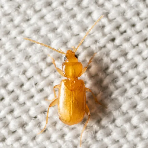 Micratopus insularis - photo 2