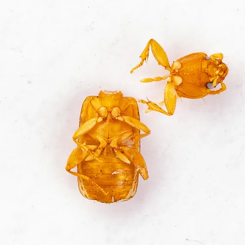Micratopus insularis - photo 3