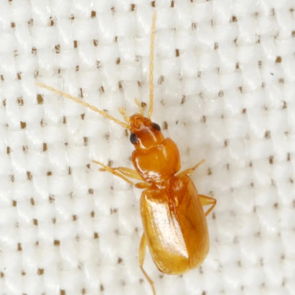 Micratopus insularis - photo 4