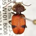Micrixys distincta - photo 2