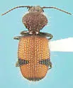 Micrixys distincta - photo 3