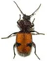 Micrixys distincta - photo 4