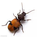 Micrixys distincta - photo 5