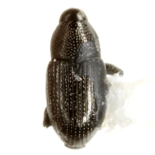 Microbaris galvestonica - Microbaris galvestonica