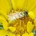 Microbembex californica
