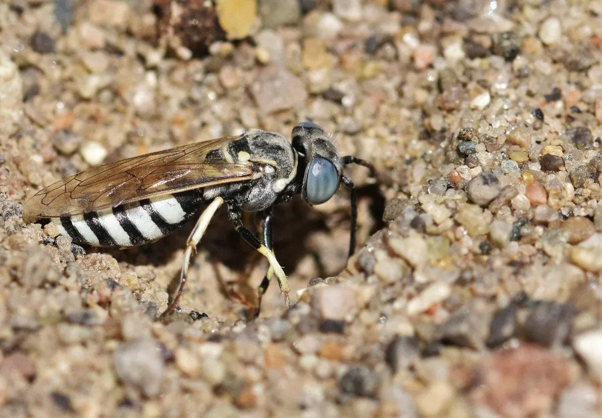 Microbembex monodonta - photo 3