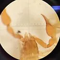 Microbisium parvulum - photo 5