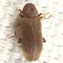 Microbregma emarginatum