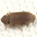 Microbregma emarginatum - photo 2