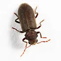 Microbregma emarginatum - photo 3
