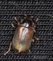 Microcara explanata - photo 5