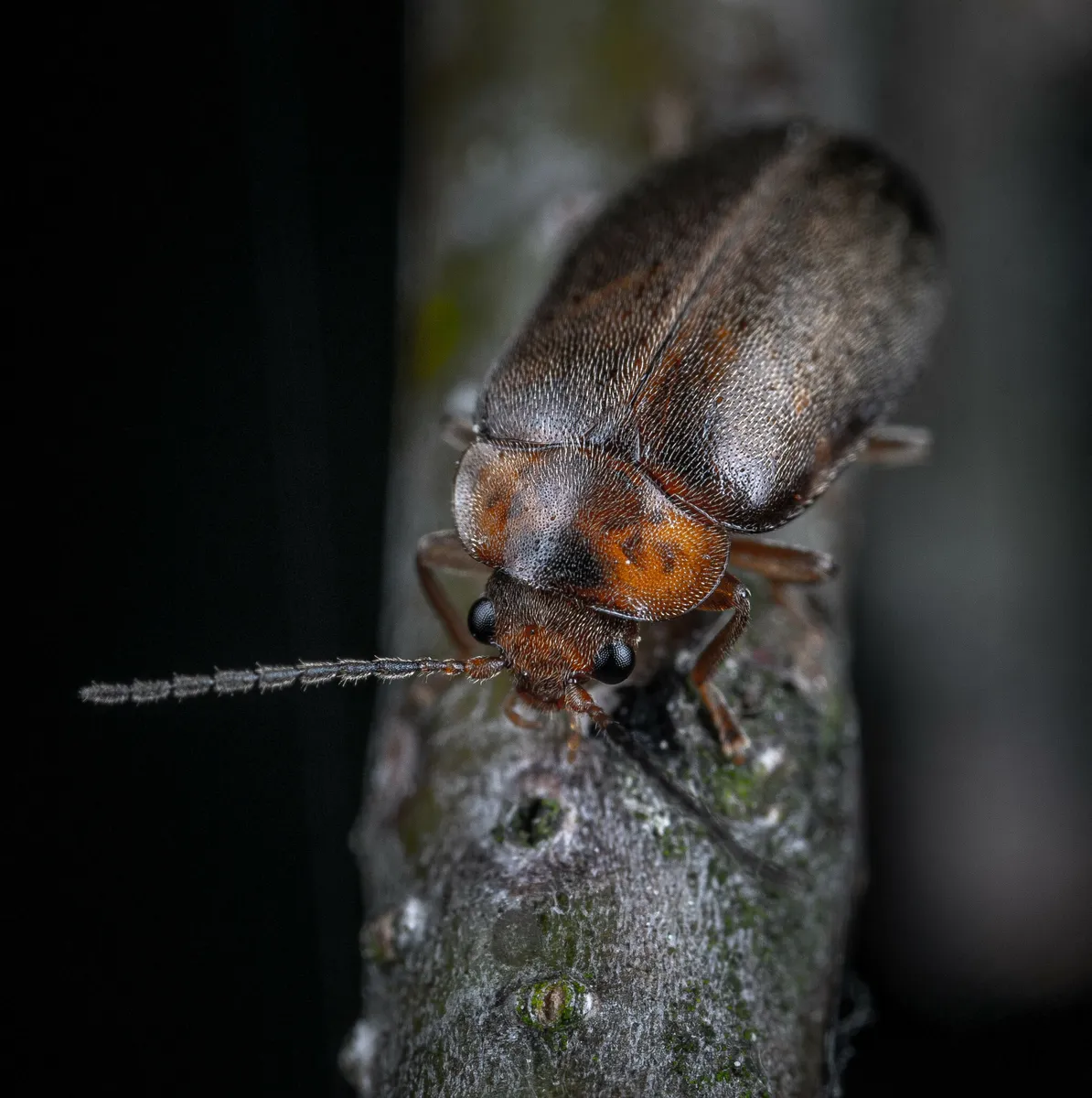 Microcara testacea - photo 3