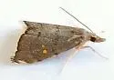 Microcausta bipunctalis - Hodges#5457 - Microcausta bipunctalis