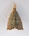 Microcausta bipunctalis - Hodges#5457 - photo 2