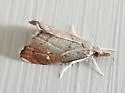 Microcausta bipunctalis - Hodges#5457 - photo 3