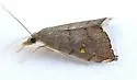 Microcausta bipunctalis - Hodges#5457 - photo 4
