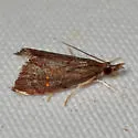 Microcausta bipunctalis - Hodges#5457 - photo 5