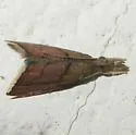 Microcausta flavipunctalis - Hodges#5456