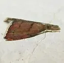 Microcausta flavipunctalis - Hodges#5456 - photo 2