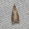 Microcausta flavipunctalis - Hodges#5456 - photo 3