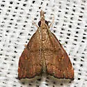 Microcausta flavipunctalis - Hodges#5456 - photo 4