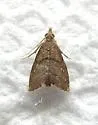 Microcausta flavipunctalis - Hodges#5456 - photo 5