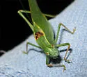 California Angle-winged Katydid