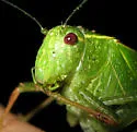 California Angle-winged Katydid - photo 2