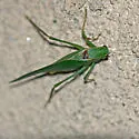 California Angle-winged Katydid - photo 3