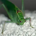 California Angle-winged Katydid - photo 4