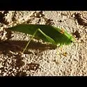 California Angle-winged Katydid - photo 5