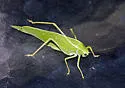 Southwestern Angle-wing Katydid