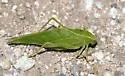 Southwestern Angle-wing Katydid - photo 2