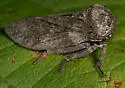 Microcentrus caryae