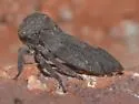 Microcentrus caryae - photo 2