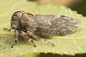 Microcentrus cf-caryae - photo 3