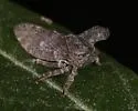 Microcentrus lynx - photo 2