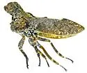 Microcentrus lynx - photo 3