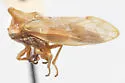 Microcentrus nicholi