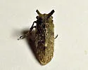 Microcentrus perditus