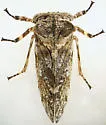 Microcentrus solussidus