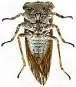 Microcentrus solussidus - photo 2