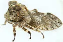 Microcentrus solussidus - photo 3