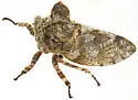 Microcentrus solussidus - photo 4